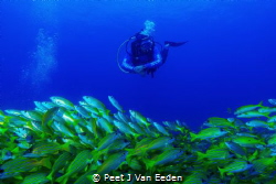 In which direction do these blue banded snappers really w... by Peet J Van Eeden 